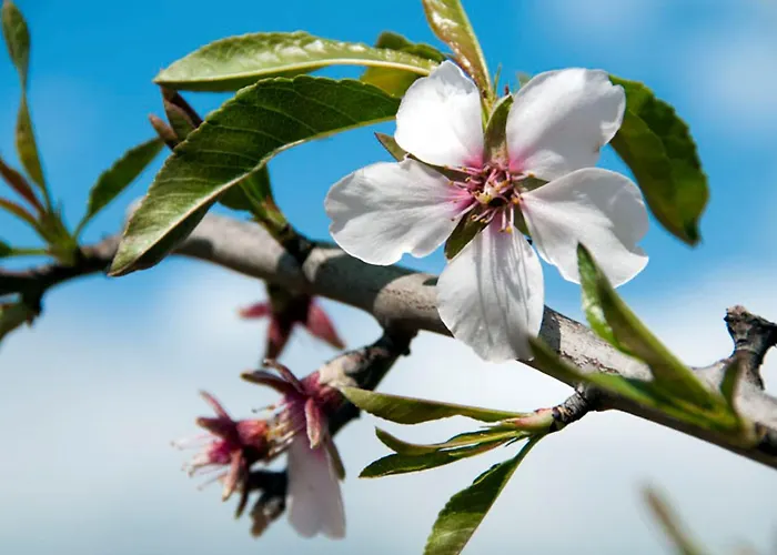 ヴィラ Charming Private Pool Vale Do Garro 51