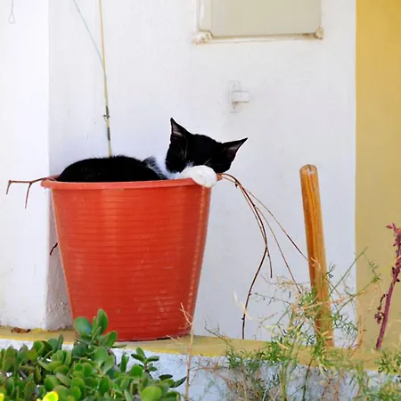 וילה Charming Private Pool Vale Do Garro 51 *