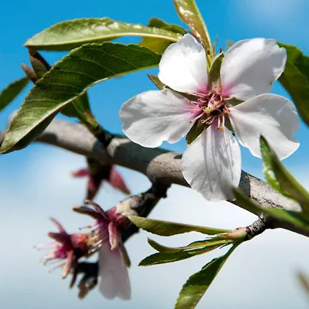 וילה Charming Private Pool Vale Do Garro 51